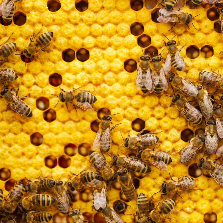Bienenwachs